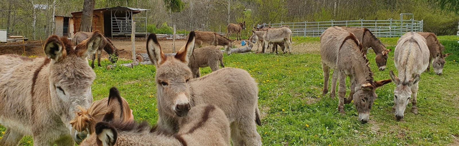 Troupeau d'ânes à la ferme L'Âne Qui Bulle