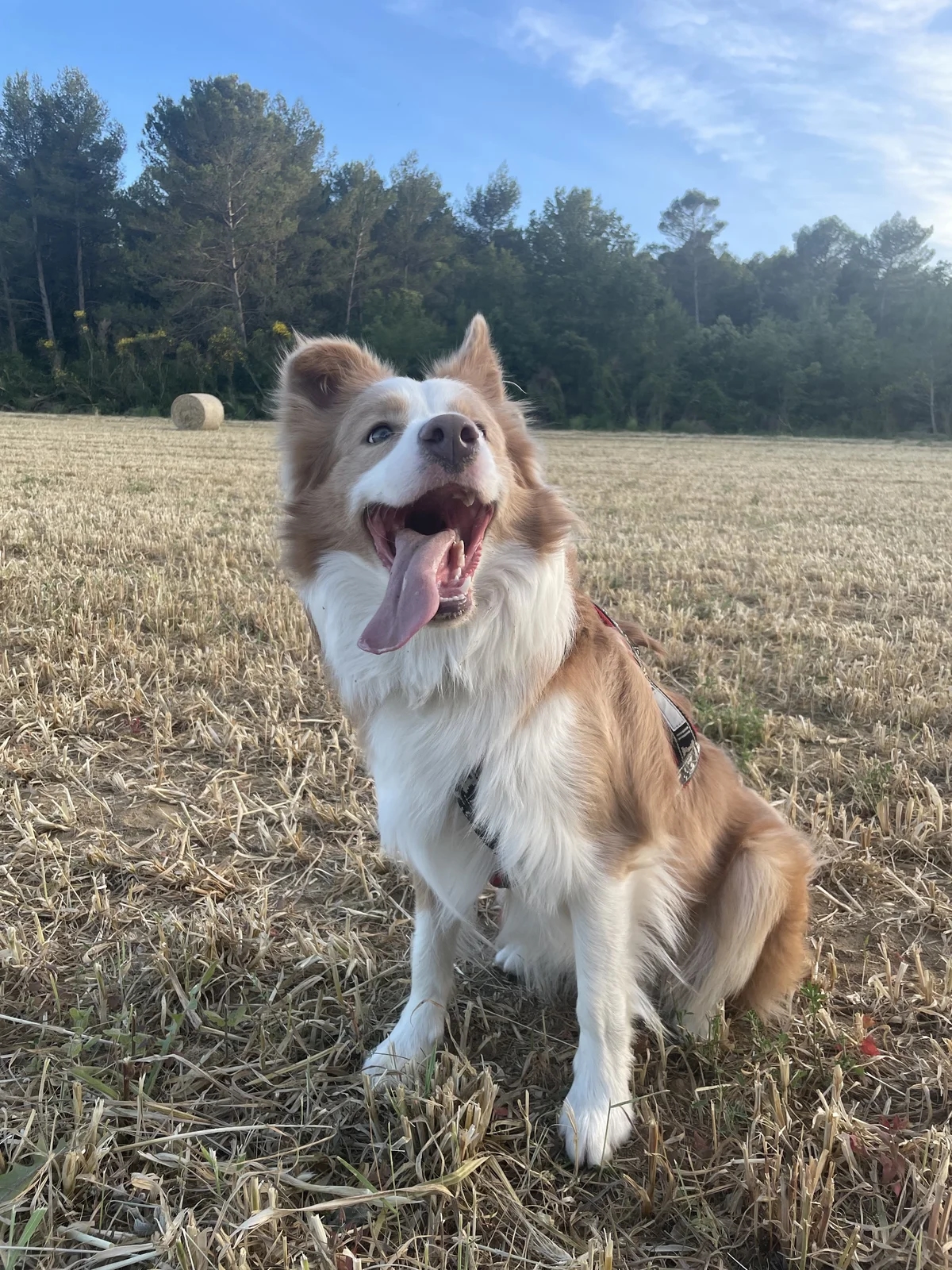 Ukko le Border Collie de Cyril Julien