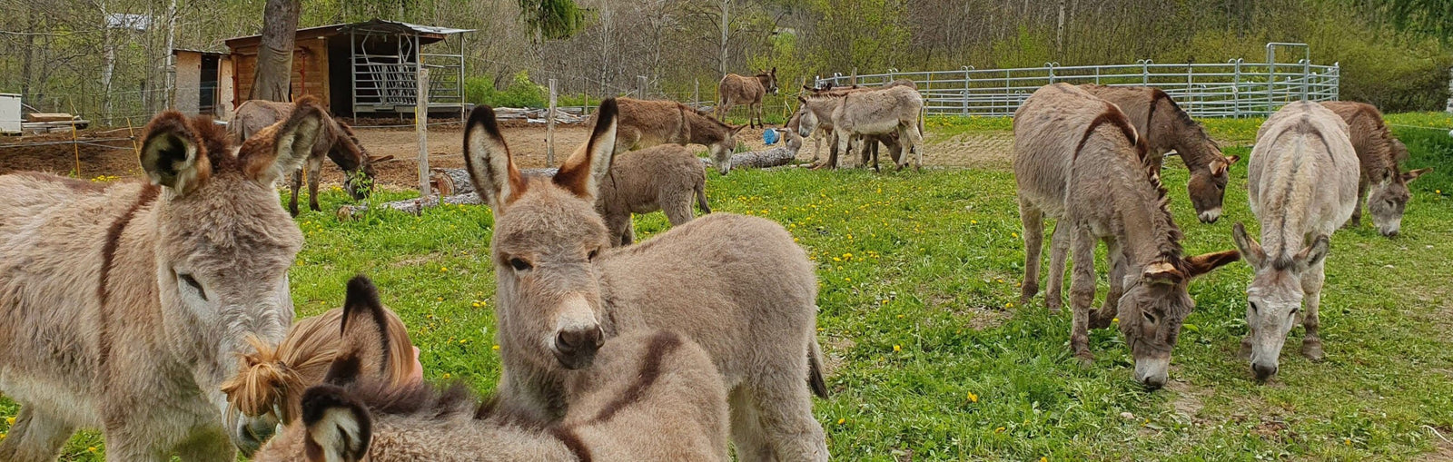 Troupeau d'ânes à la ferme L'Âne Qui Bulle